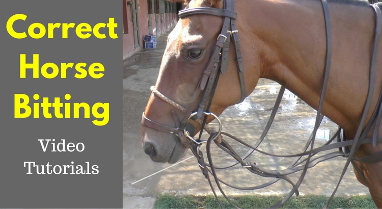 Horse Bits & Bitting - Getting It Right